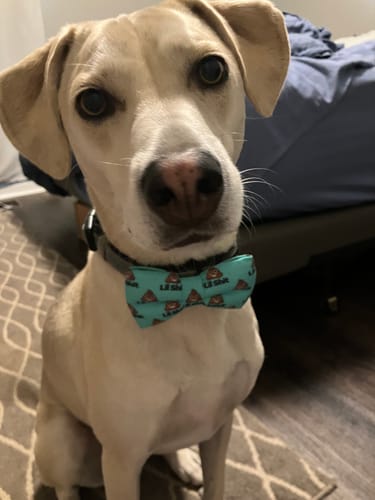 Customer photo review of Little Sh*t Bow for Dog Collar and Cat Collar