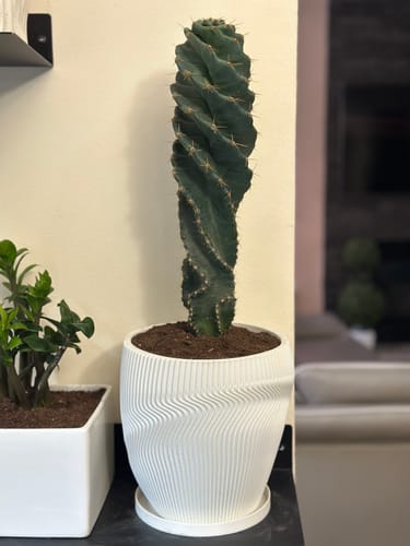 Customer photo review of Spiral Cactus | Cereus forbesii Spiralis
