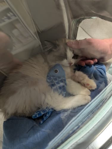 Customer photo review of Leather Backpack Style Cat Carrier With Transparent Window