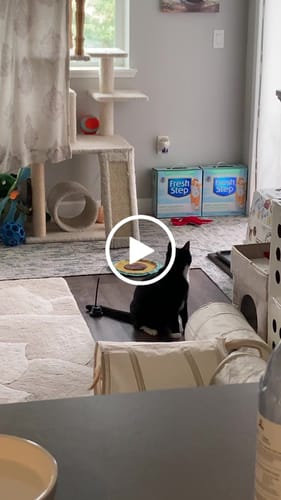 Customer video review of Interactive Bird Simulation Cat Toy Set | Leo's Paw