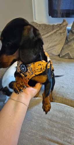Customer photo review of Trail & Glow® Dog Harness - Wanna-Bee