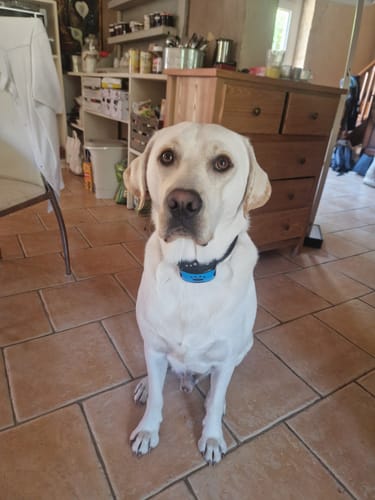 Customer photo review of Collier Anti Aboiement PuppySafe