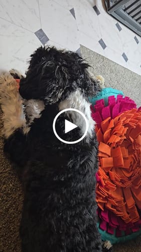 Customer video review of MIX FLAVORED CHEWS ( A PACK OF 4 STICKS )