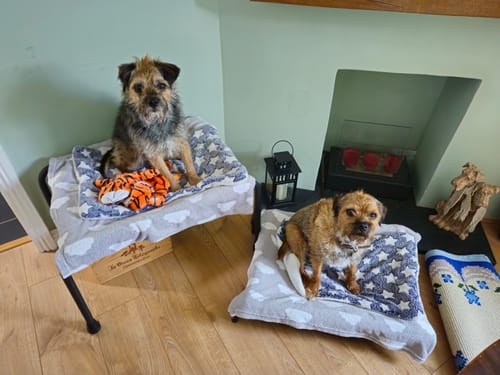 Customer photo review of HiK9 Bed with Black Canvas Cover