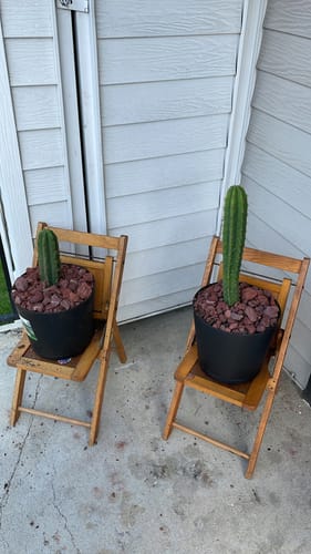 Customer photo review of Bolivian Torch Cactus | Trichocereus bridgesii | Echinopsis lageniformis
