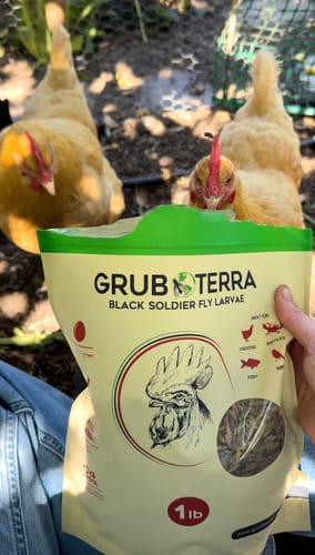 Customer photo review of GrubTerra Dried Larvae Sample