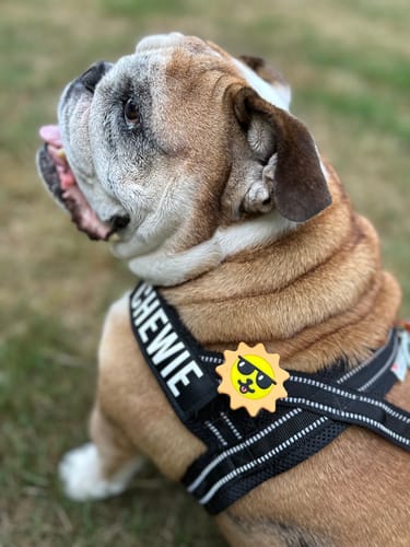 Customer photo review of Suns Out Jiby Dog Charm