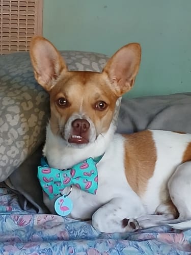 Customer photo review of Flamingo Bow Tie for Dog and Cat Collar
