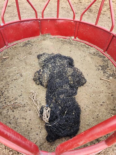 Customer photo review of Hay Chix® Large Bale Net - 6'