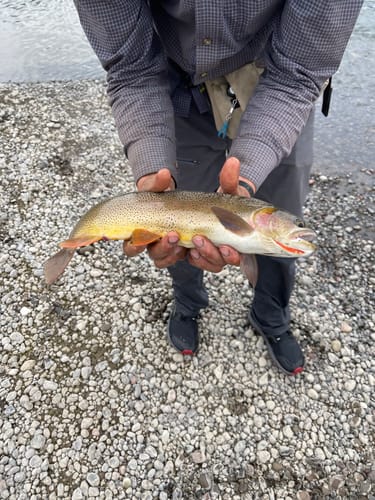 Customer photo review of Yellow Sally