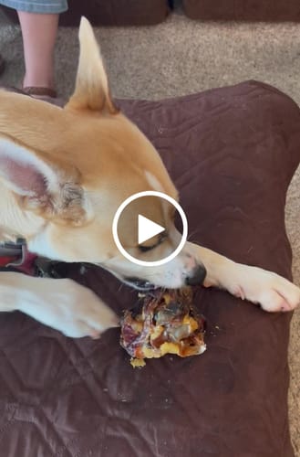 Customer video review of Large Ostrich Knuckle (5.5" x 5"): The Ultimate Chew for Moderate & Power Chewers