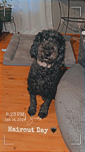 Customer photo review of FIDA Heavy Duty Dog Leash