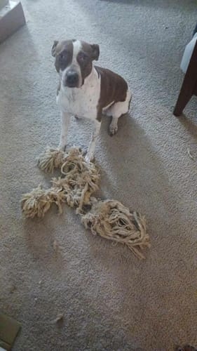 Customer photo review of FIDA Dog Rope Toys