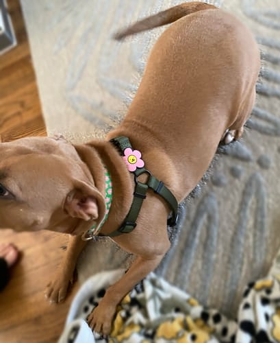 Customer photo review of Session Dog Harness
