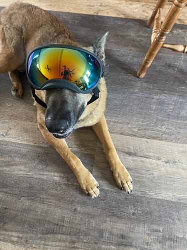 Customer photo review of Adjustable Dog Goggles (Doggles)