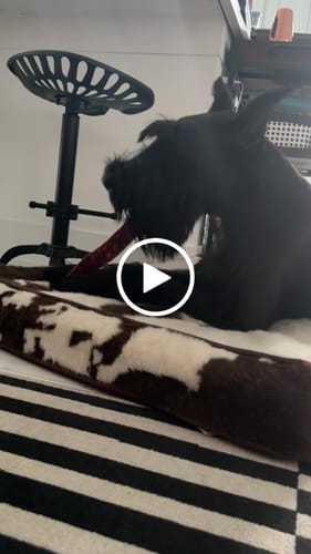 Customer video review of 12 Inch Beef Jerky Strip