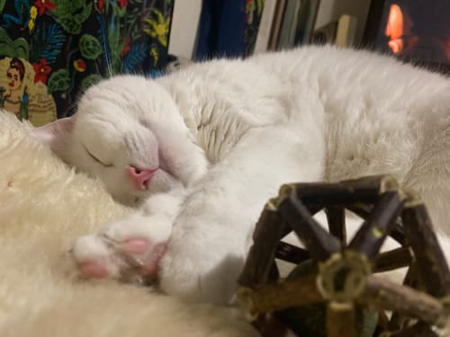 Customer photo review of Natural Catnip & Polygonum Ball Cat Toys - Stress Relief for Delighted Cats