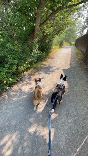 Customer photo review of Solace 6-IN-1 Hands Free Waterproof Leash