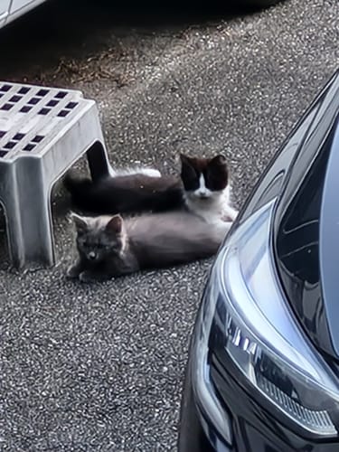 Avis photo d'un client sur Croquettes Chaton Sans Céréales - Poulet & Huile de Saumon