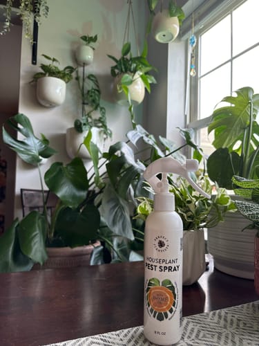 Customer photo review of Houseplant Pest Spray