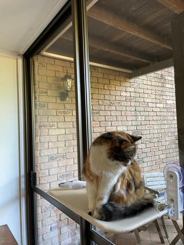 Customer photo review of Foldable Cat Window Hammock with Strong Suction Cups