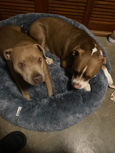 Customer photo review of Cama Antiestrés Para Perros