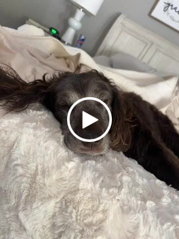 Customer video review of Pet Art Canvas Wrap