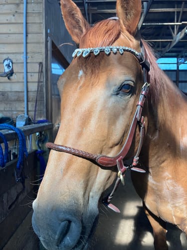 Customer photo review of Clear Raindrop browband