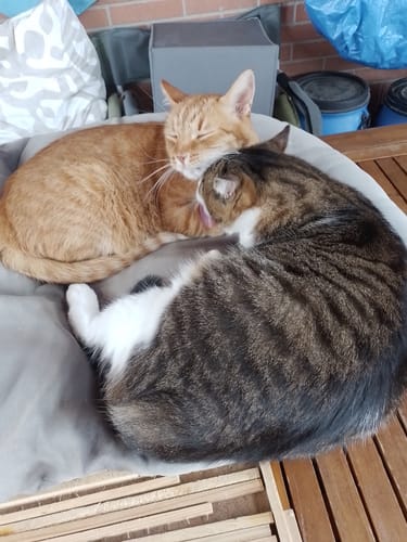 Customer photo review of Crocchette gatto formula Anatra e Mirtilli