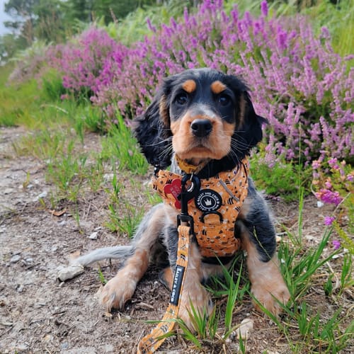 Customer photo review of Trail & Glow® Harness Bundle Set - Wanna-Bee