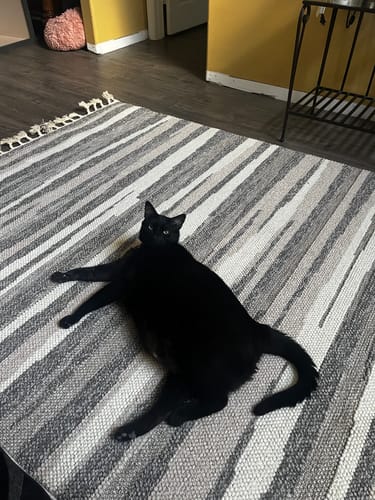 undefined review of CLOUD CARE BRUSH image 1 out of 1