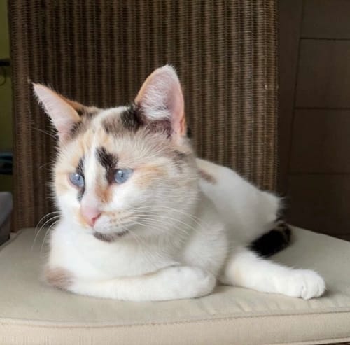 Avis photo d'un client sur Pâtée Chat Stérilisé Sans Céréales - Poisson Blanc