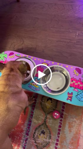 Customer video review of Shred City Skateboard Dog Bowl