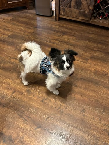 Customer photo review of Rocker Harness 2.0