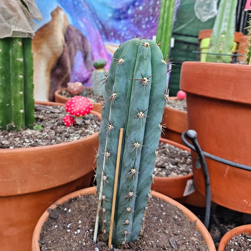 Customer photo review of Icaros DNA Peruvian Torch | Trichocereus Peruvianus Icaro