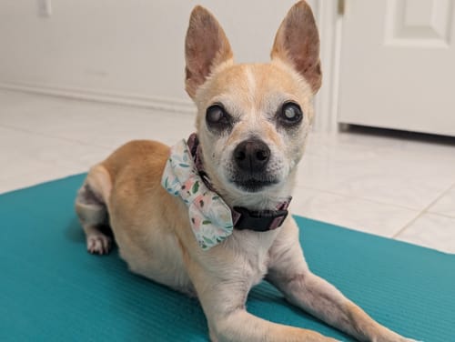 Allison H. review of Pink Floral Dog Bow Tie or Cat Bow Tie image 1 out of 1