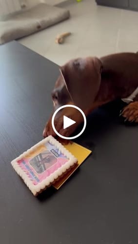 Customer video review of Fotogenica Tortina Per Cani CON FOTO e MESSAGGIO
