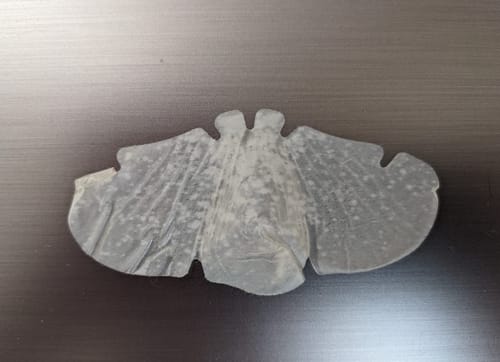 Customer photo review of Luelle Pimple Patches