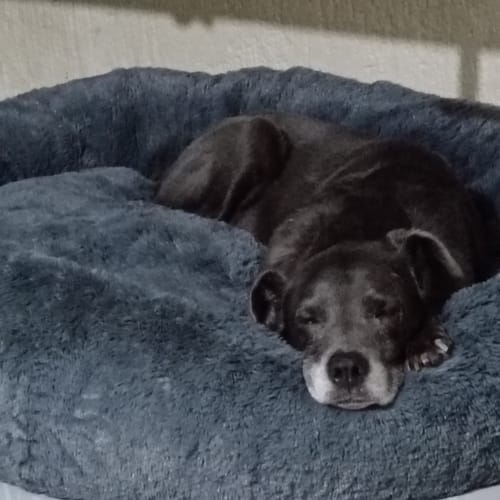 Customer photo review of Cama Antiestrés Para Perros