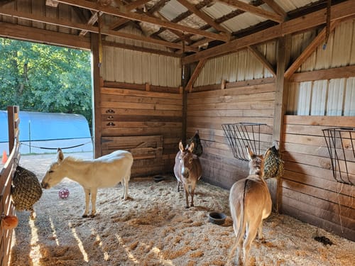 Customer photo review of Hay Chix® Quarter Bale Net (Mix-Up)
