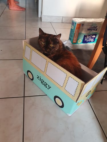 Avis photo d'un client sur Croquettes Chat Stérilisé Sans Céréales - Poulet