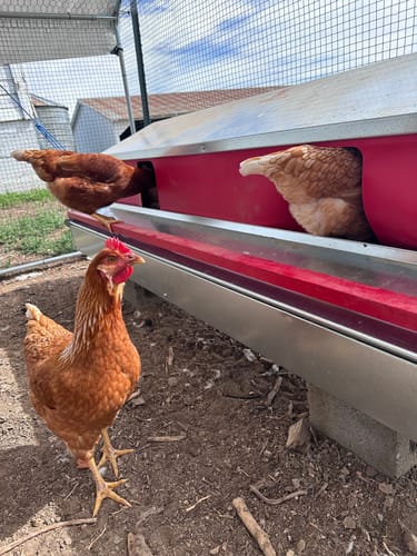 Customer photo review of X-Large (72") Reversible Rollout Nest Box (Up to 75 Hens)