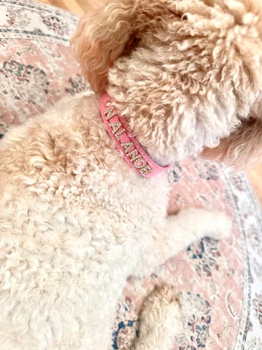 Customer photo review of CUSTOM DOG COLLARS WITH STUDDED JEWELRY