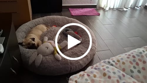 Customer video review of Cama Antiestrés Para Perros
