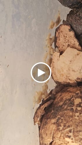 Customer video review of GrubTerra Fresh Black Soldier Fly Larvae for Reptiles