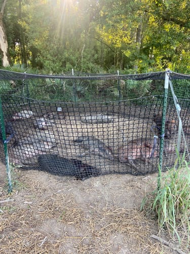 Customer photo review of Pig Brig Trap System