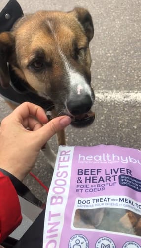 Customer photo review of Beef Joint Booster