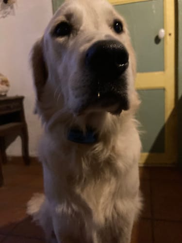 Customer photo review of Collier Anti Aboiement PuppySafe