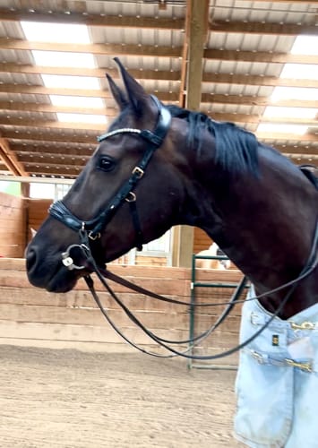 Customer photo review of Oliander Multi Bridle