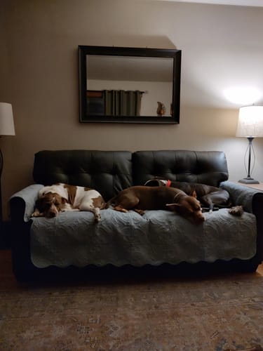 Customer photo review of Sansa Machine Washable in Orange Rug